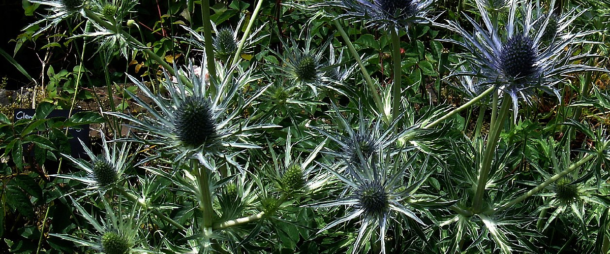 Eryngium – marlborobulb.com