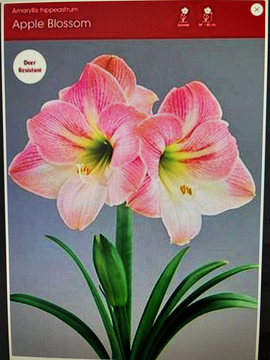 Amaryllis Apple Blossom