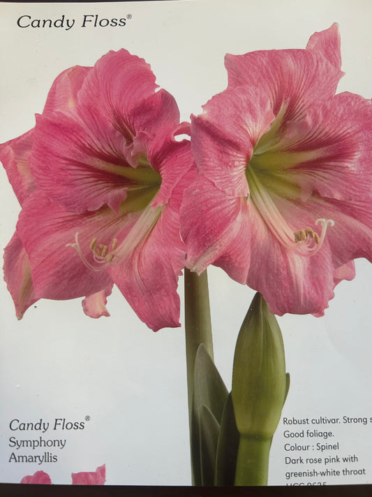 Amaryllis Candy Floss