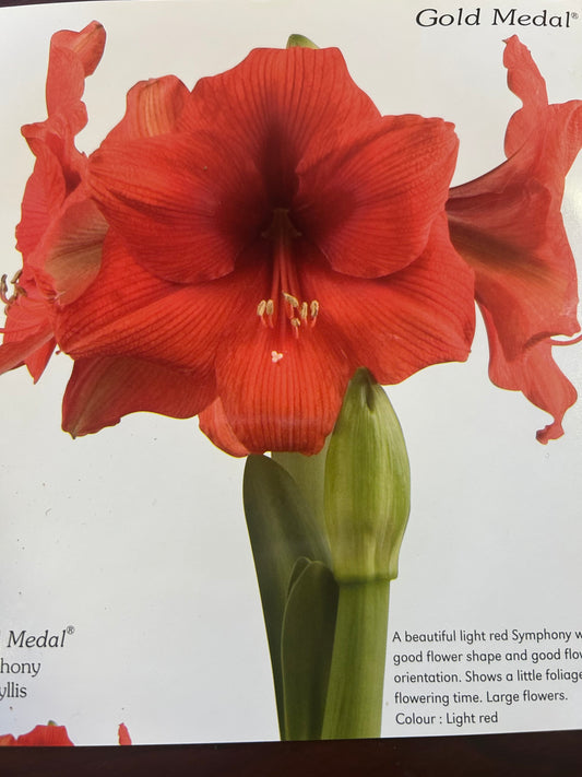 Amaryllis Gold Medal