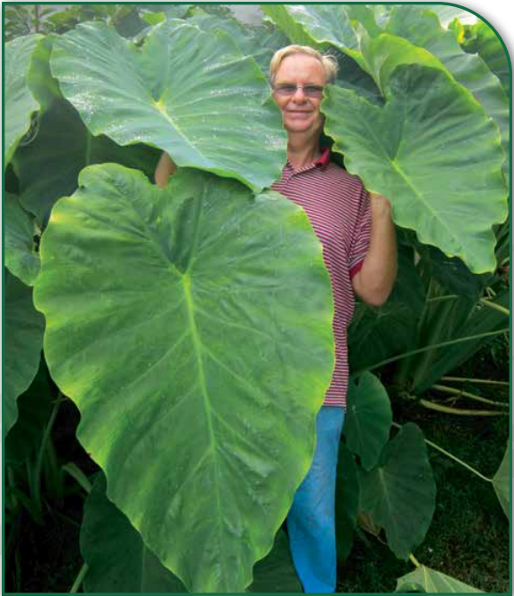 Jack's Giant Elephant Ear (Colocasia) – marlborobulb.com