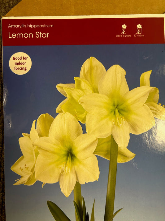 Amaryllis Lemon Star