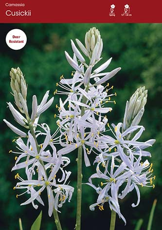 Camassia Cusickii