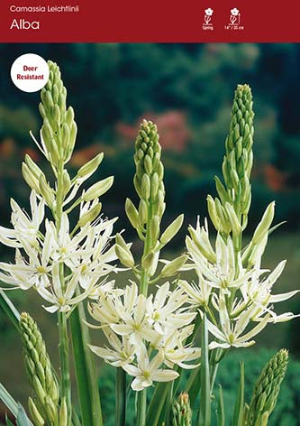 Camassia Leichtlinii Alba