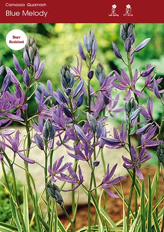 Camassia Quamash Blue Melody